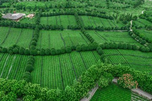 绿茶国产在线导航,畅游茶香四溢的绿色世界