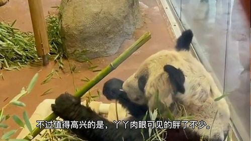 大熊猫丫丫国产在线观看