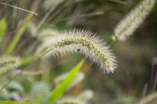 国产在线观看草草,畅享影视盛宴的便捷之道